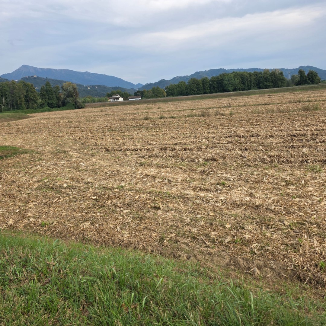 Agricoli - Pietrasanta - Padule