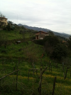 Casa - Pietrasanta - Strettoia