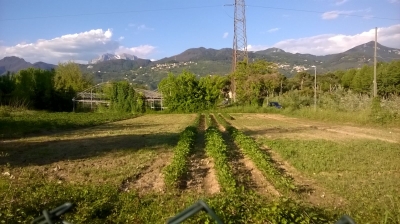 Lucca-Pietrasanta-Fiumetto Terreno Agricoli