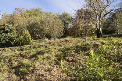Terratetto - Seravezza - Riomagno