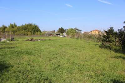 Agricoli - Camaiore - Capezzano