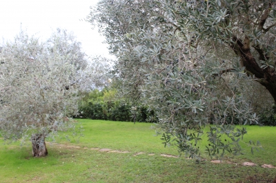 Villa - Camaiore - Capezzano