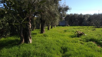 Agricoli - Seravezza - Querceta