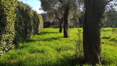 Agricoli - Seravezza - Querceta