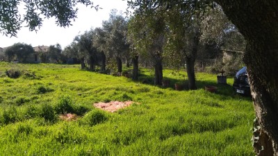 Agricoli - Seravezza - Querceta