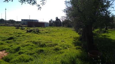 Agricoli - Seravezza - Querceta