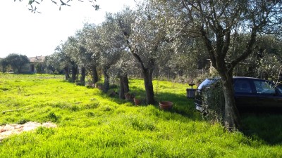 Agricoli - Seravezza - Querceta