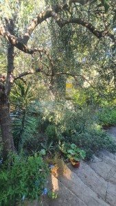 Villa - Pietrasanta - Valdicastello