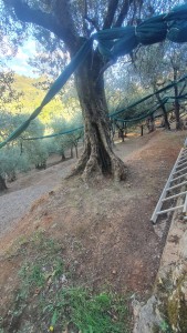 Villa - Pietrasanta - Valdicastello