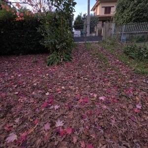 Appartamento - Pietrasanta - Iare