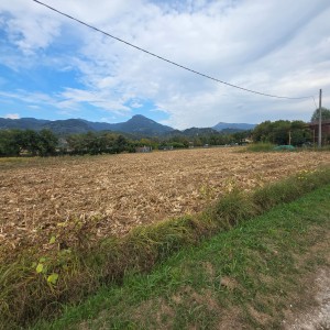 Agricoli - Pietrasanta - Padule